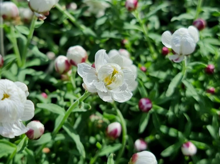 Picture of Rhodanthe anthemoides