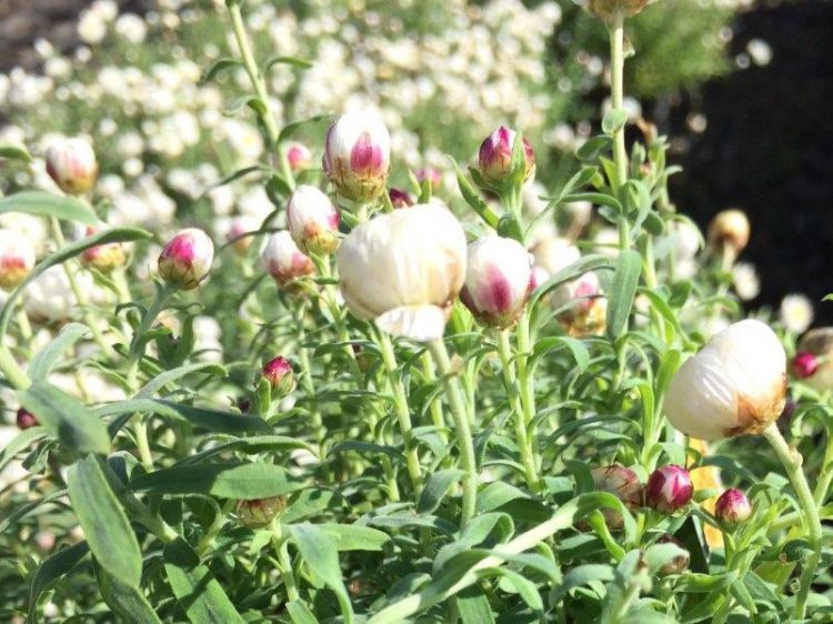 Picture of Rhodanthe anthemoides