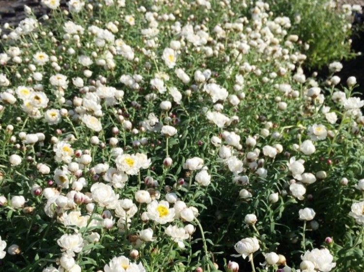 Picture of Rhodanthe anthemoides