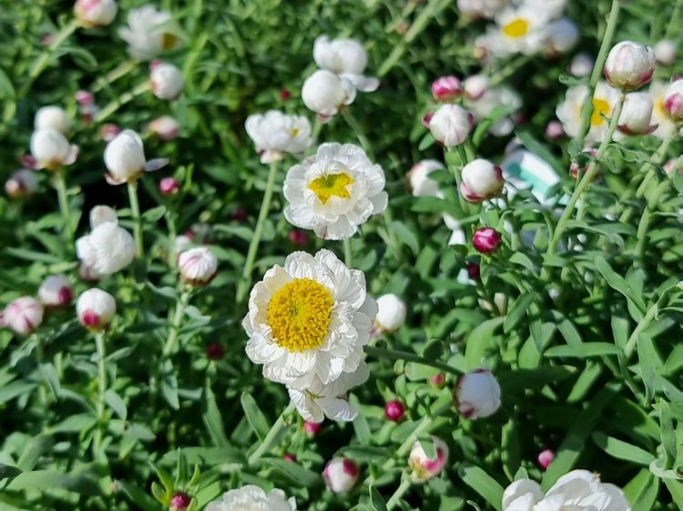 Picture of Rhodanthe anthemoides