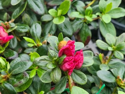 Picture of Azalea hybrida Charlie