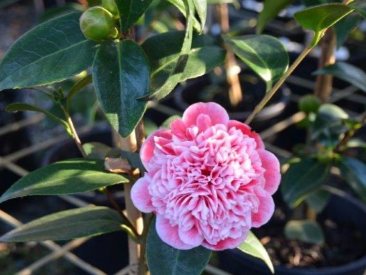 Picture of Camellia japonica Volunteer