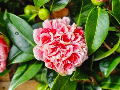 Picture of Camellia japonica Volunteer
