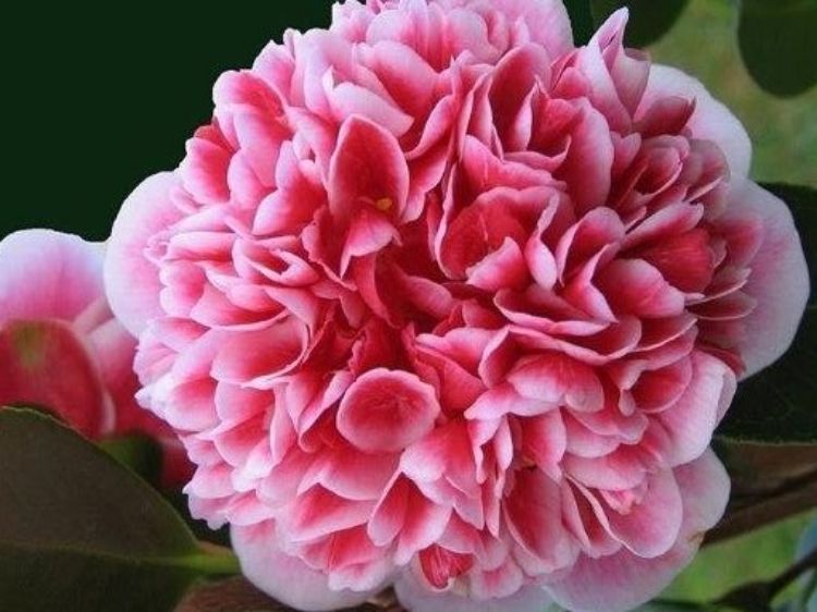 Picture of Camellia japonica Volunteer