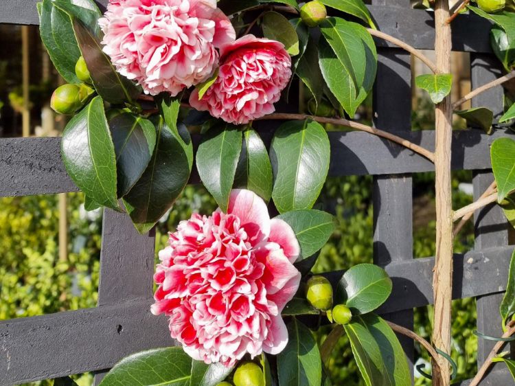 Picture of Camellia japonica Volunteer