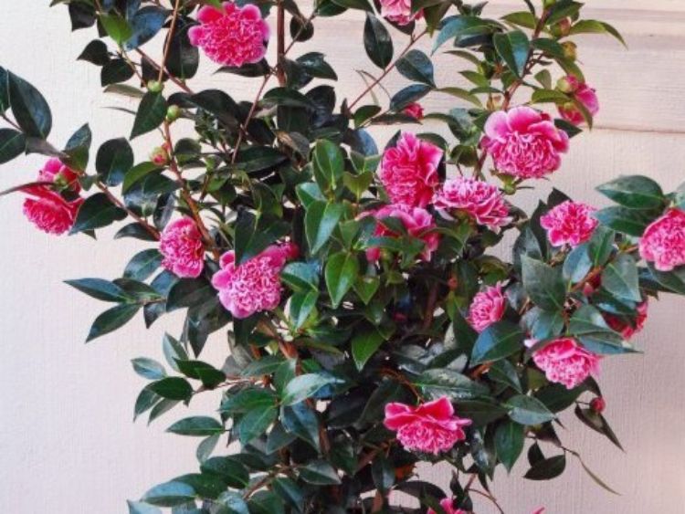 Picture of Camellia japonica Volunteer