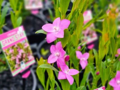 Picture of Crowea exalata Grand Star