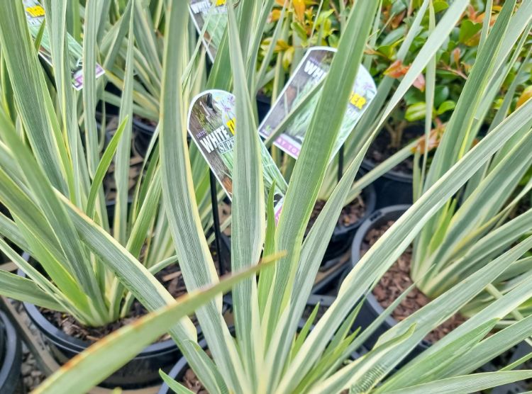 Picture of Dietes iridioides White Tiger PBR