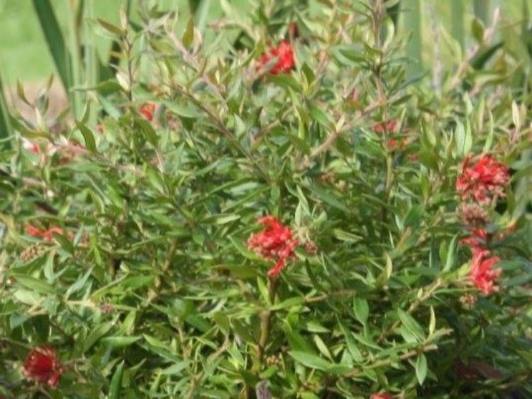 Grevillea hybrida Cherry Cluster PBR flowering native shrub. Common name - Grevillea rhyolitica x juniperina, TWD01, Spider Flower, Toothbrush Plant