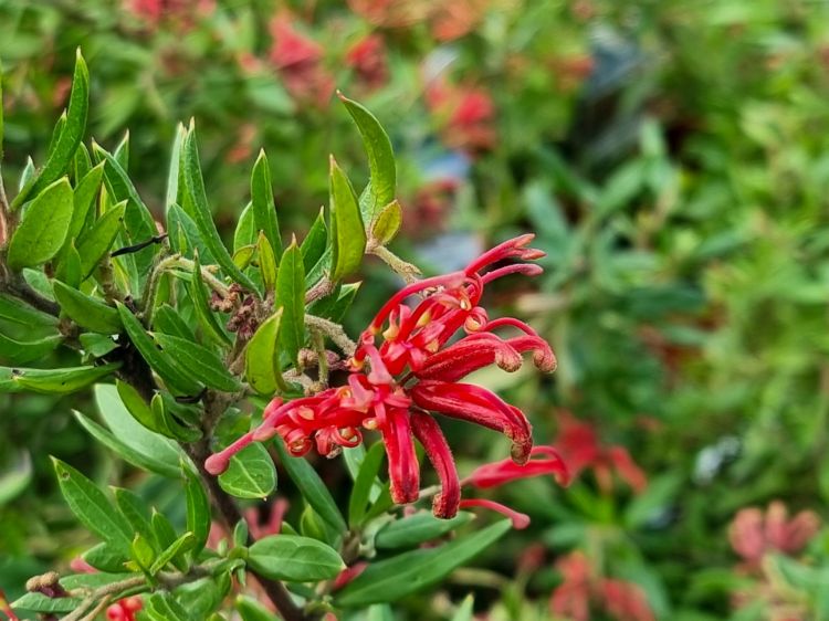 Grevillea hybrida Cherry Cluster PBR flowering native shrub. Common name - Grevillea rhyolitica x juniperina, TWD01, Spider Flower, Toothbrush Plant