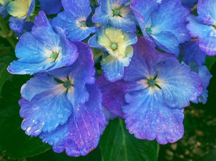 Picture of Hydrangea macrophylla Blue