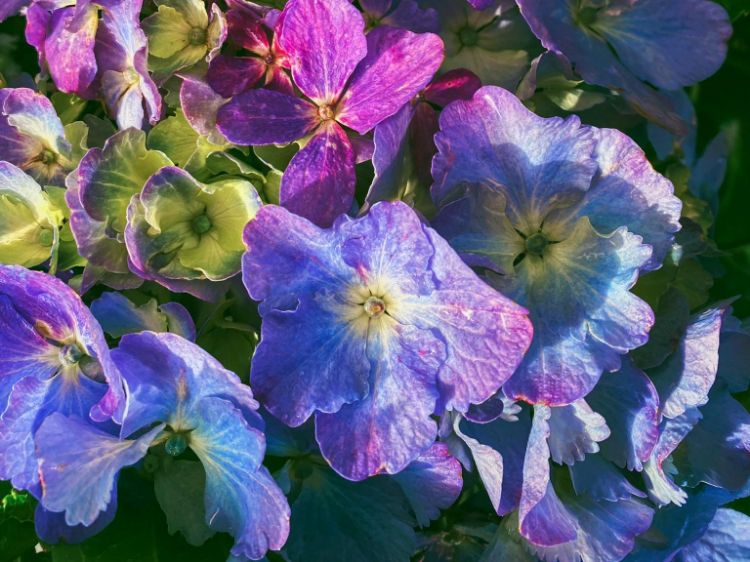 Picture of Hydrangea macrophylla Blue