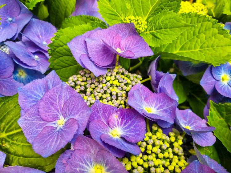 Picture of Hydrangea macrophylla Blue