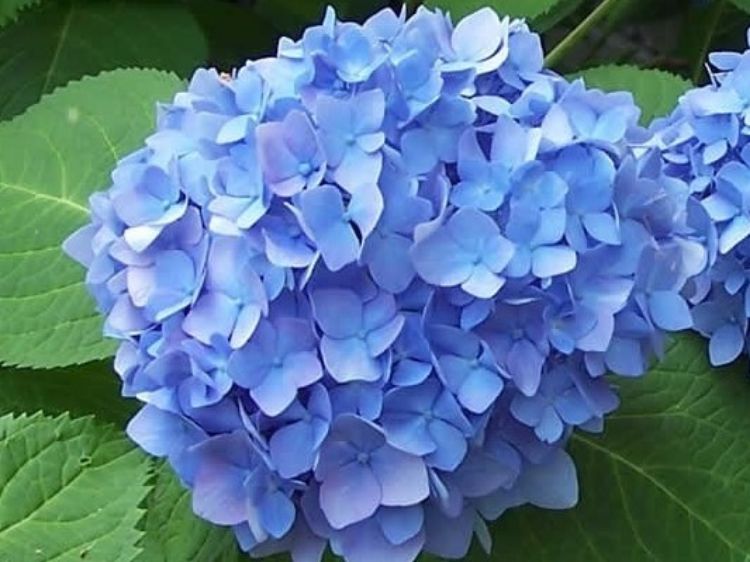 Picture of Hydrangea macrophylla Blue