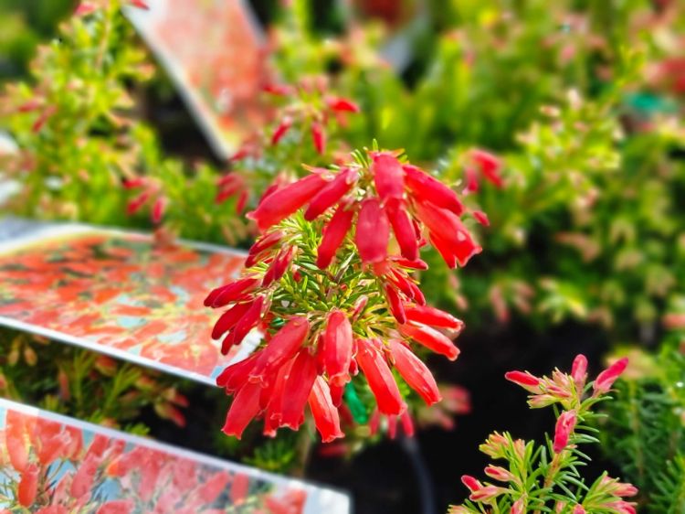 Picture of Erica oatesii