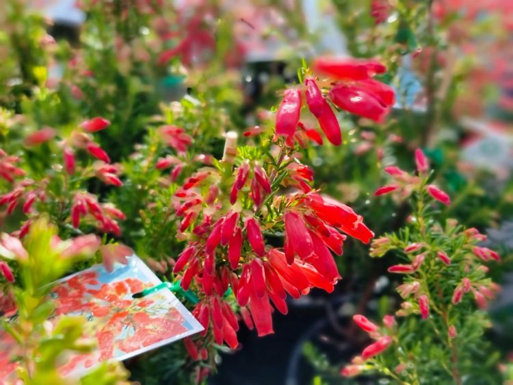 Picture of Erica oatesii