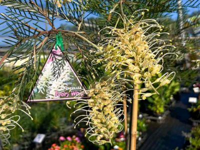 Picture of Grevillea banksii nana Ivory Whip