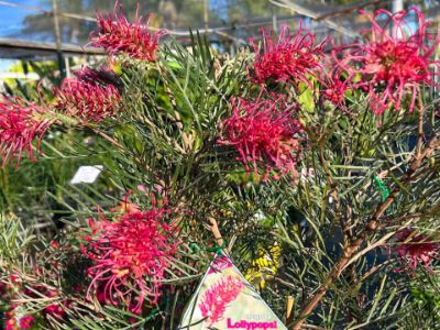 Picture of Grevillea hybrida Lollypops