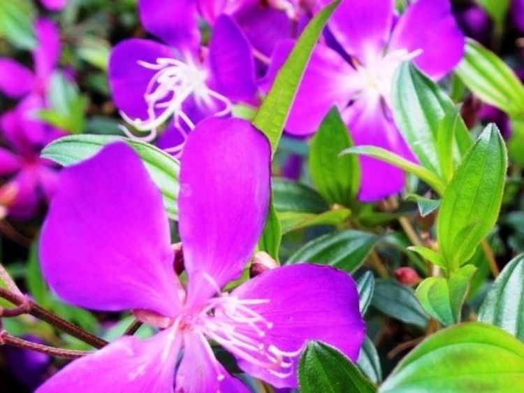 Picture of Tibouchina hybrida Jazzie