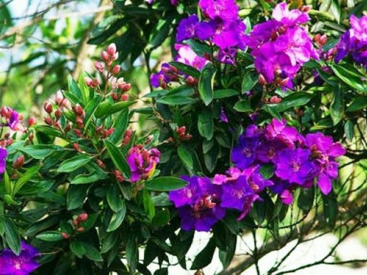 Picture of Tibouchina hybrida Jazzie