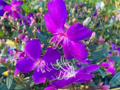 Picture of Tibouchina hybrida Jazzie