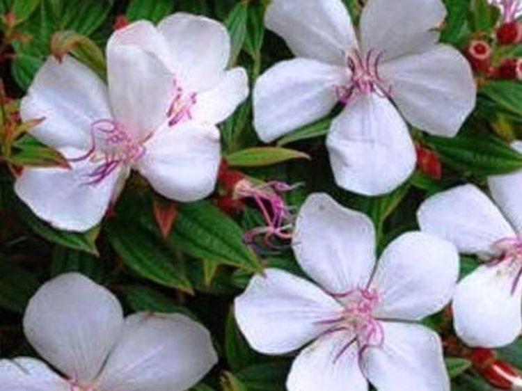 Picture of Tibouchina hybrida Peace Baby PBR