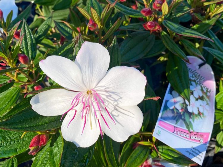Picture of Tibouchina hybrida Peace Baby PBR