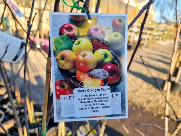 Picture of Malus domestica Coxs Orange Pippin