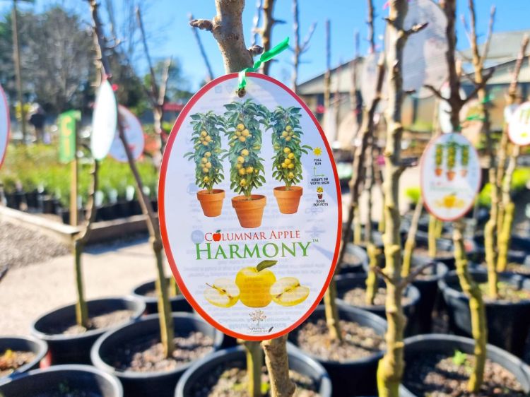 Picture of Malus domestica Harmony