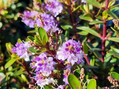 Picture of Hebe hybrida Lilac Mist