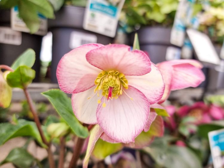 Picture of Helleborus glandorfensis HGC Ice N Roses Picotee