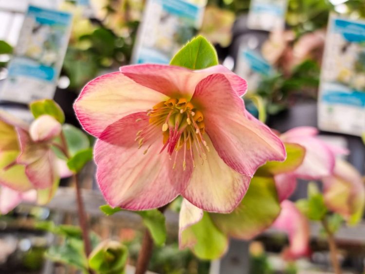 Picture of Helleborus glandorfensis HGC Ice N Roses Picotee
