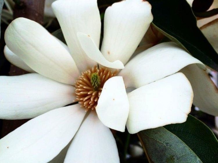 Picture of Michelia doltsopa