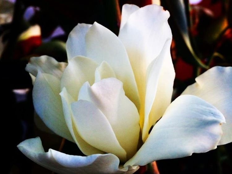 Picture of Michelia doltsopa