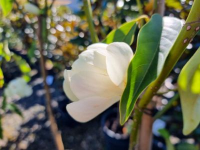 Picture of Magnolia doltsopa