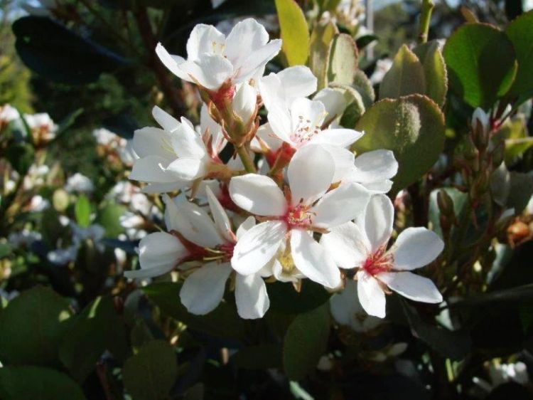 Picture of Rhaphiolepis indica Cosmic White PBR