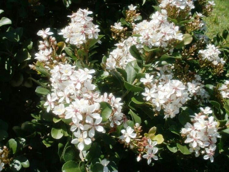 Picture of Rhaphiolepis indica Cosmic White PBR