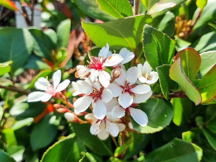 Picture of Rhaphiolepis indica Cosmic White PBR