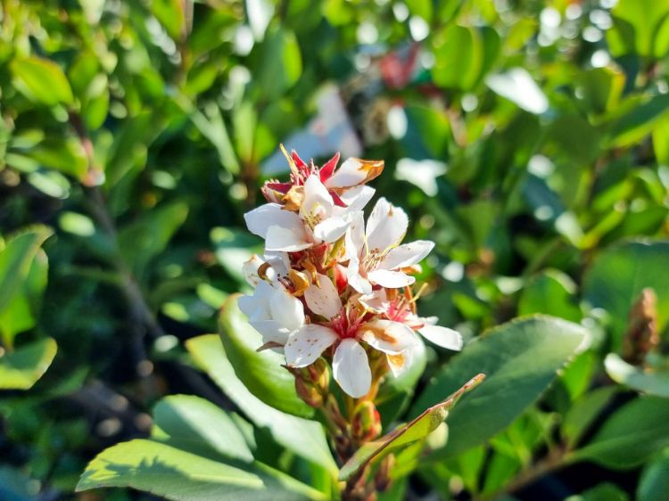 Picture of Rhaphiolepis indica Cosmic White PBR