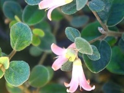 Correa alba Coastal Pink PBR. Common name - White Correa, COR10