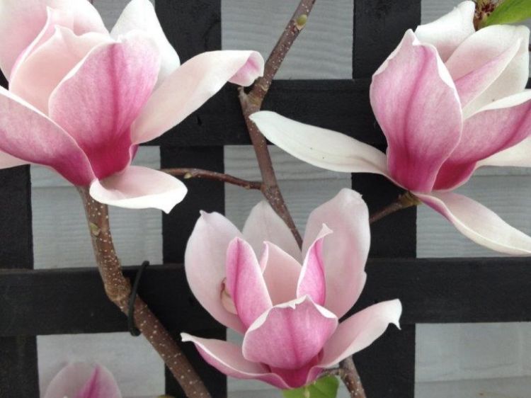 Picture of Magnolia soulangeana Burgundy Glow