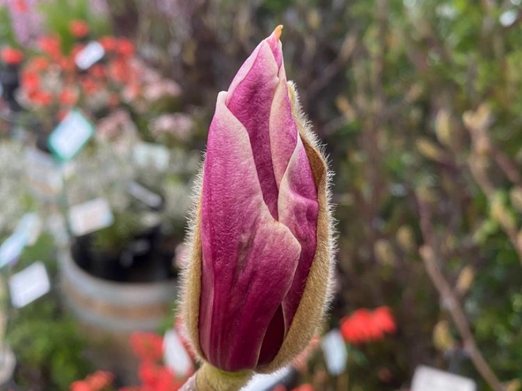 Picture of Magnolia soulangeana Burgundy Glow