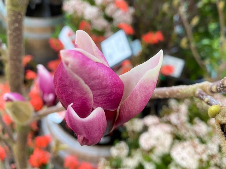 Picture of Magnolia soulangeana Burgundy Glow