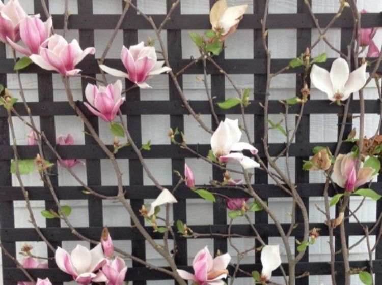 Picture of Magnolia soulangeana Burgundy Glow