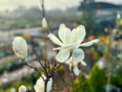 Picture of Magnolia denudata