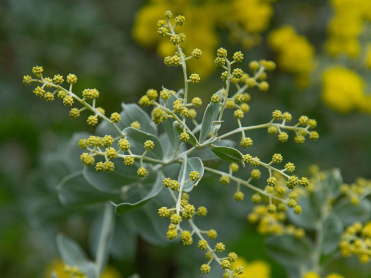 Picture of Acacia podalyriifolia