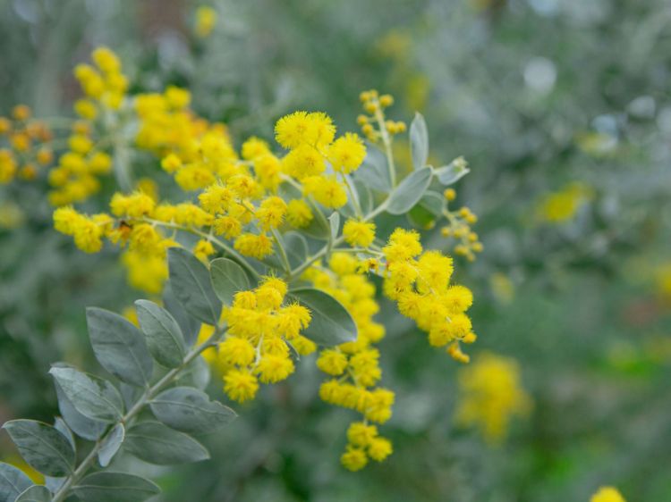 Picture of Acacia podalyriifolia