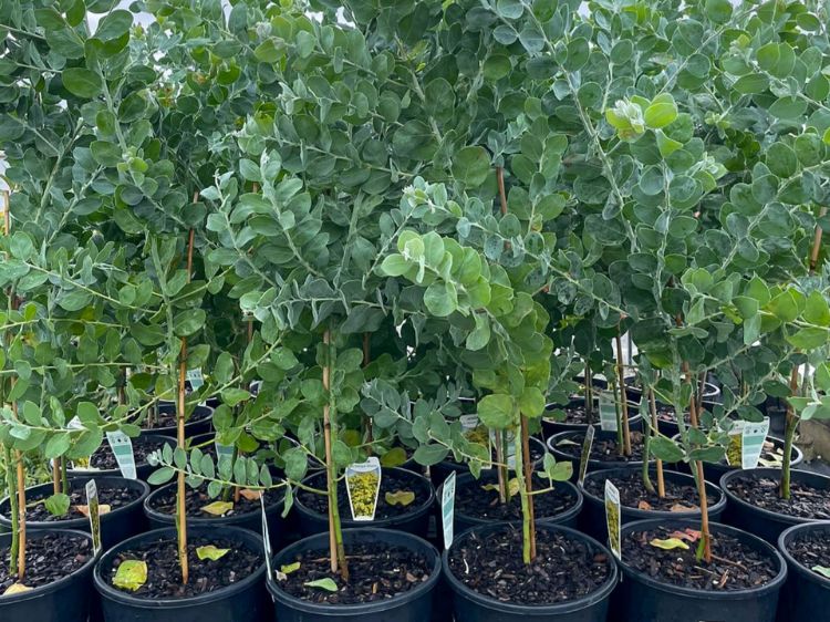 Picture of Acacia podalyriifolia