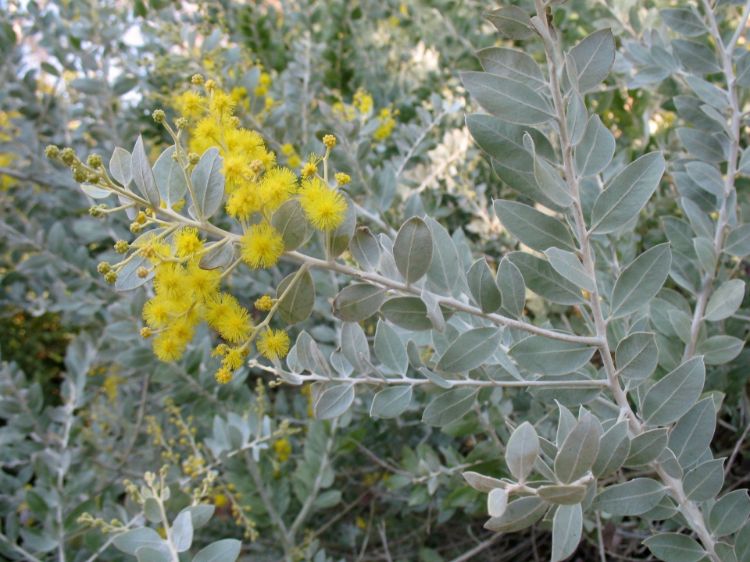 Picture of Acacia podalyriifolia