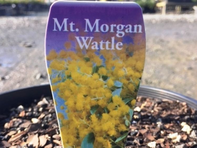 Picture of Acacia podalyriifolia